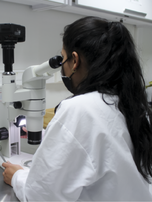 It is important for the School of Biology to show the facilities at the service of students and the university community. The photo was taken in the Organic and Biomolecular Chemistry Laboratory, it is a close-up of a student using a microscope in the laboratory.