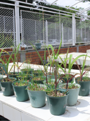 It is important for the School of Biology to know the facilities that are at the service of students and the university community. Photo taken at the School of Biology, in a general shot where the plants that are kept in the university's greenhouse appear in the foreground.