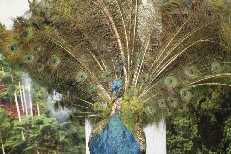 La Escuela de Biología invita a toda la comunidad a que conozcan las colecciones exhibidas en su Museo de Historia Natural. Foto tomada en el Museo, primer plano de un pavo real.