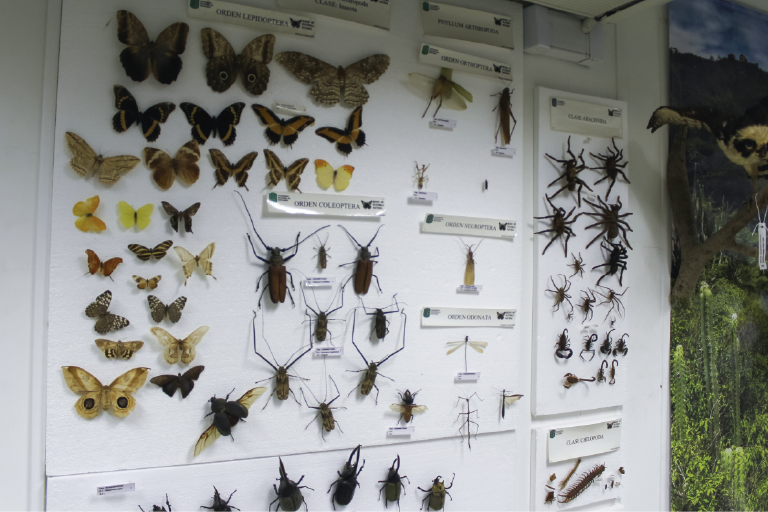 La Escuela de Biología invita a toda la comunidad a que conozcan las colecciones exhibidas en su Museo de Historia Natural. Foto tomada en el Museo, primer plano de los insectos conservados en el museo.