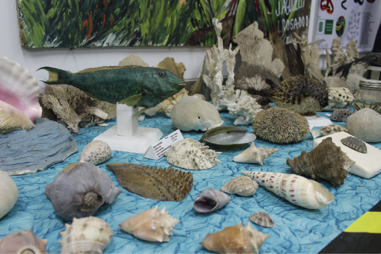 La Escuela de Biología invita a toda la comunidad a que conozcan las colecciones exhibidas en su Museo de Historia Natural. Foto tomada en el Museo, primer plano de los organismos acuáticos conservados en el museo.