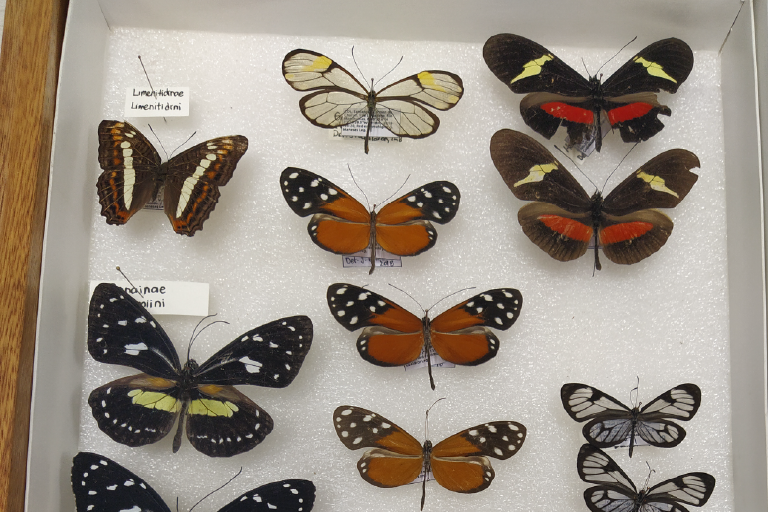 La Escuela de Biología invita a que se conozca el trabajo realizado en su Colección de Entomología. Foto suministrada por la Escuela de Biología, es un plano general donde aparecen las muestras de la colección debidamente conservadas.