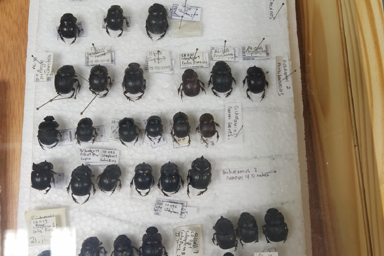 La Escuela de Biología invita a que se conozca el trabajo realizado en su Colección de Entomología. Foto suministrada por la Escuela de Biología, es un plano general del refrigerados que contiene las muestras de la colección.