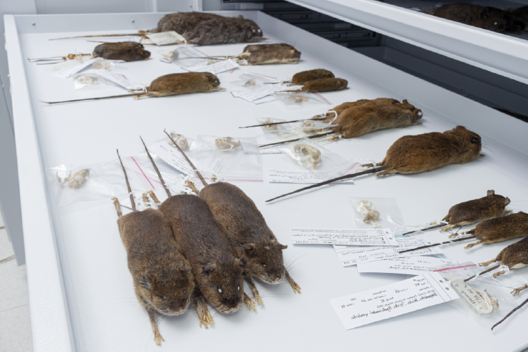 La Escuela de Biología invita a que se conozca el trabajo realizado en su Colección de Mastozoología. Foto suministrada por la Escuela de Biología, es un primer plano donde aparecen especies de la colección debidamente conservadas.