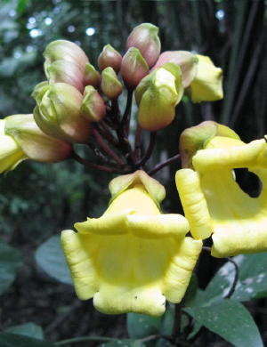 La Escuela de Biología invita a que se conozca el trabajo realizado en su Colección de Herbario. Foto suministrada por la Escuela de Biología, es un primer plano de una flor de color amarillo.