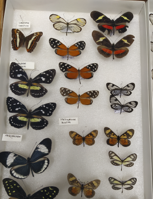 La Escuela de Biología invita a que se conozca el trabajo realizado en su Colección de Entomología. Foto suministrada por la Escuela de Biología, es un plano general donde aparecen las muestras de la colección debidamente conservadas.
