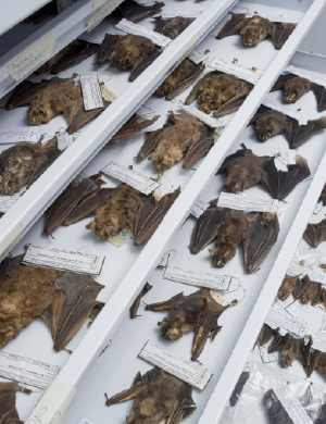 La Escuela de Biología invita a que se conozca el trabajo realizado en su Colección de Mastozoología. Foto suministrada por la Escuela de Biología, es un plano general donde aparecen murciélagos conservados de la colección.
