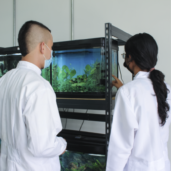 The School of Biology UIS presents its research groups to the educational community and the general public. Photo taken at the Guatiguará Headquarters, it is a general shot where you can see two sword students analyzing one of the aquariums in the laboratory.