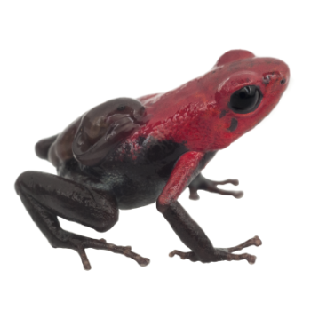 La Escuela de Biología invita a que se conozcan los objetivos de su Colección de Herpetología. Foto suministrada por la Escuela de Biología, es un plano general donde aparece una especie de reptil de color rojo y negro.